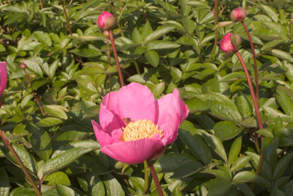 jardin botanique de la Pivoine Bleue