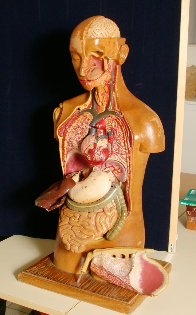 objet pédagogique : Ecorché de la tête et du torse