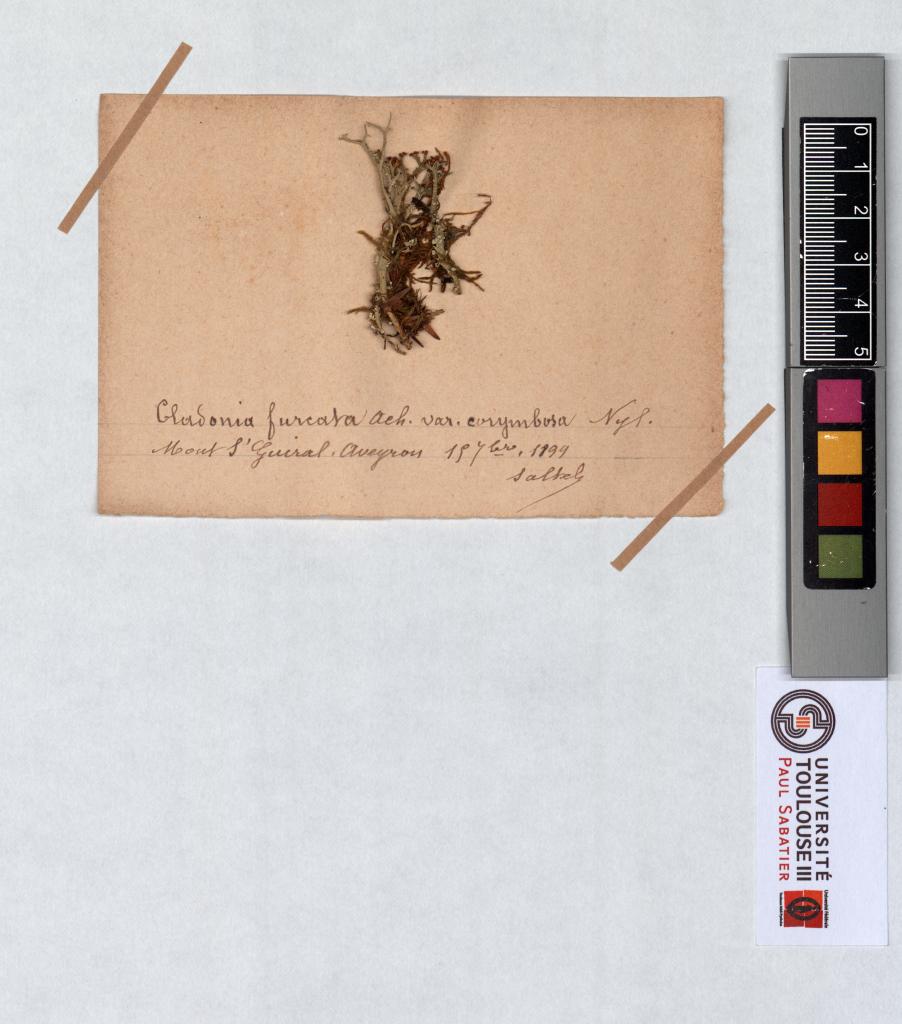 Herbier Saltel