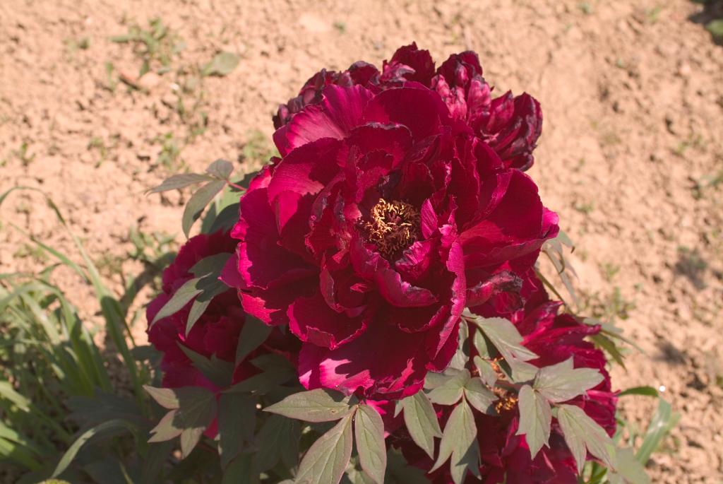 jardin botanique de la Pivoine Bleue