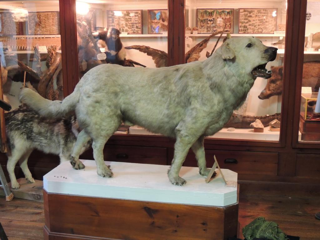 animal naturalisé : César, chien des Pyrénées