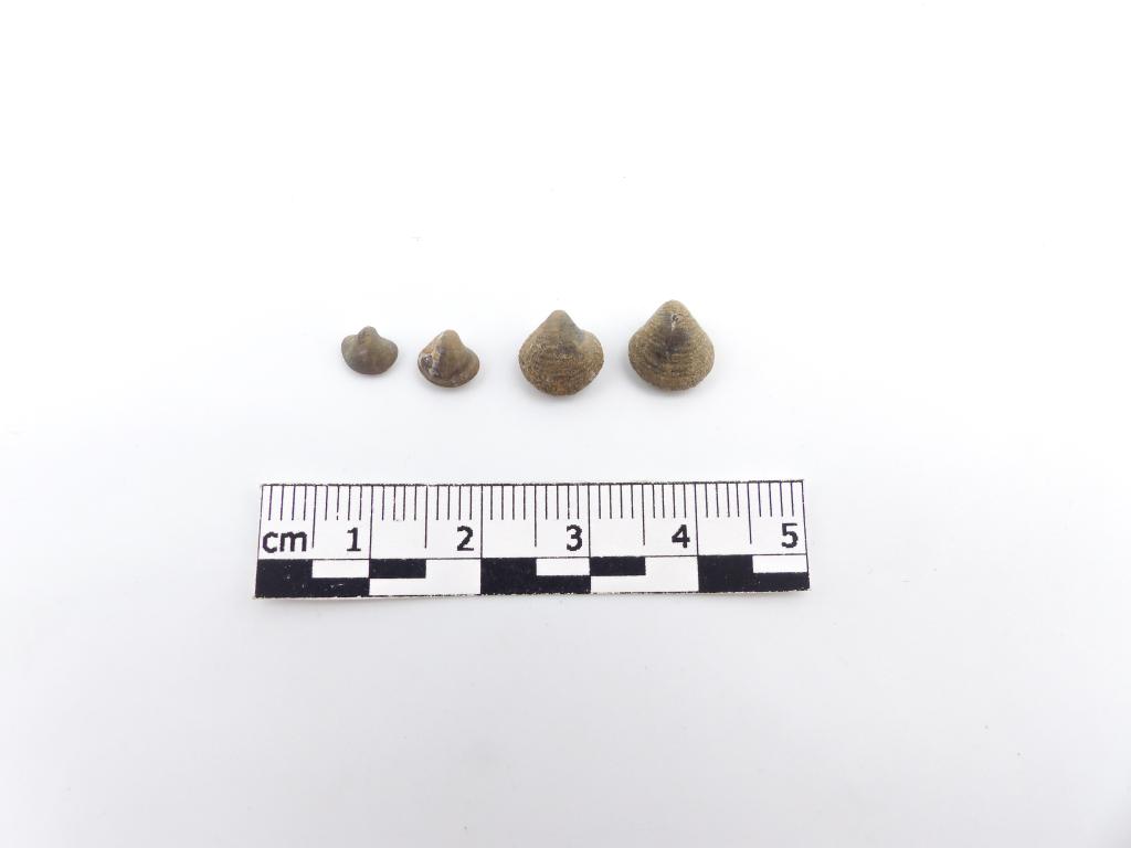 Paléontologie - Productus longipinus (détermination d'origine)