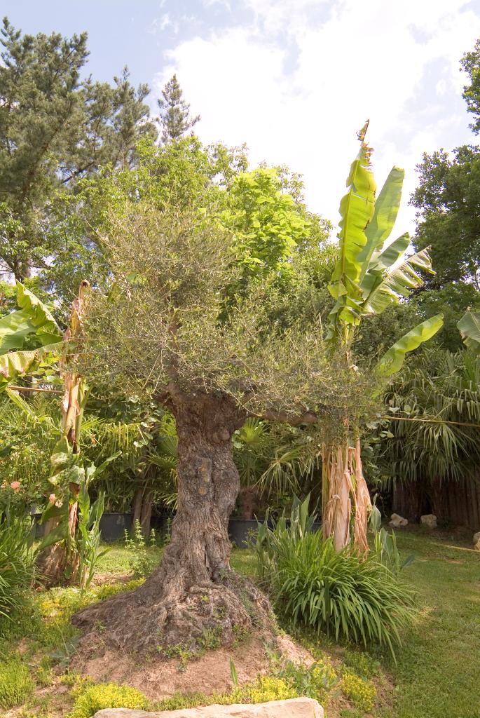 jardin botanique dit Palmeraie du Sarthou