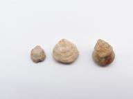 Paléontologie - Zaphrentis ungula (détermination d'origine)
