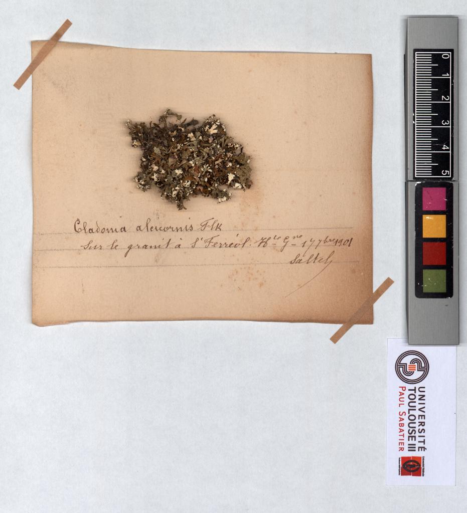Herbier Saltel
