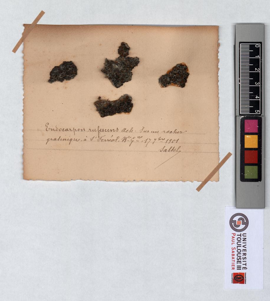 Herbier Saltel