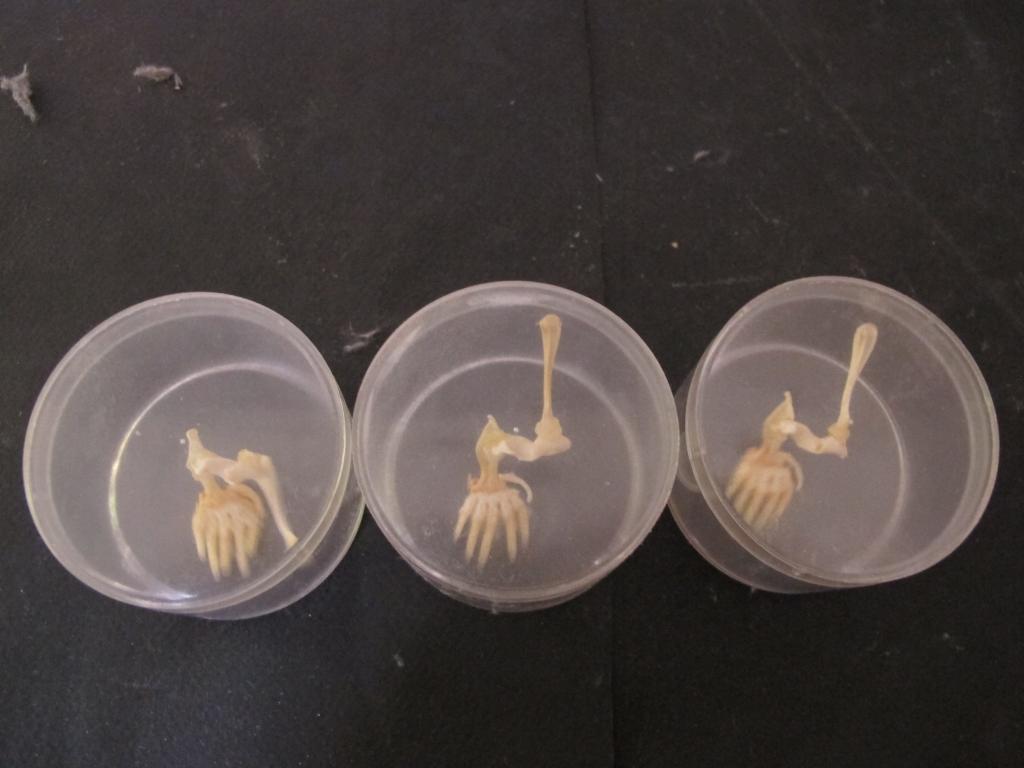 ensemble de la collection de membres d'animaux