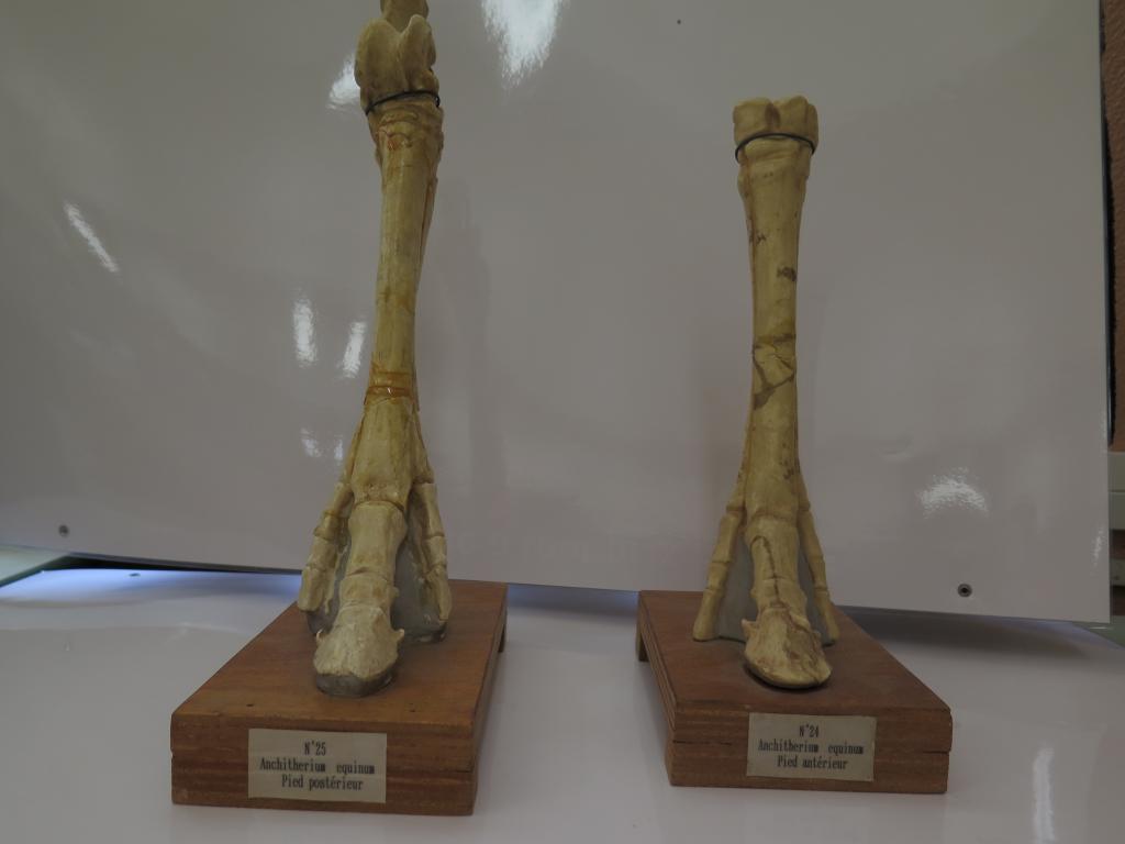 ensemble de la collection de membres d'animaux
