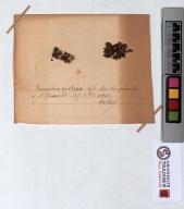 Herbier Saltel : Parmelia prolixa
