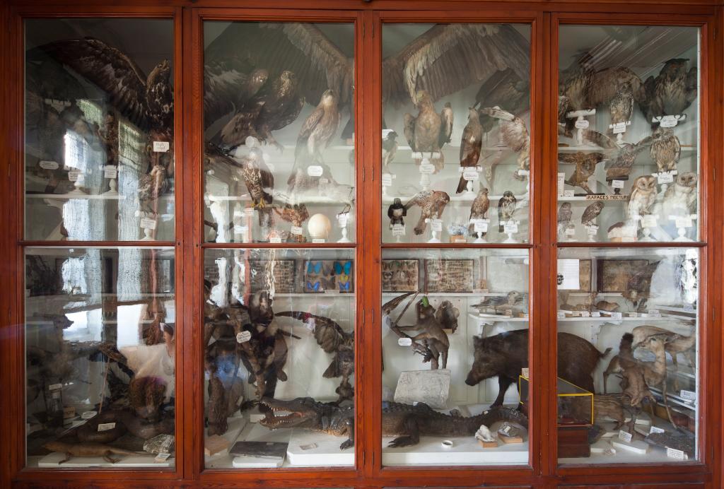 collection de zoologie