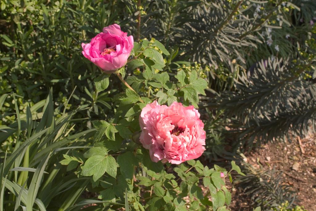 jardin botanique de la Pivoine Bleue