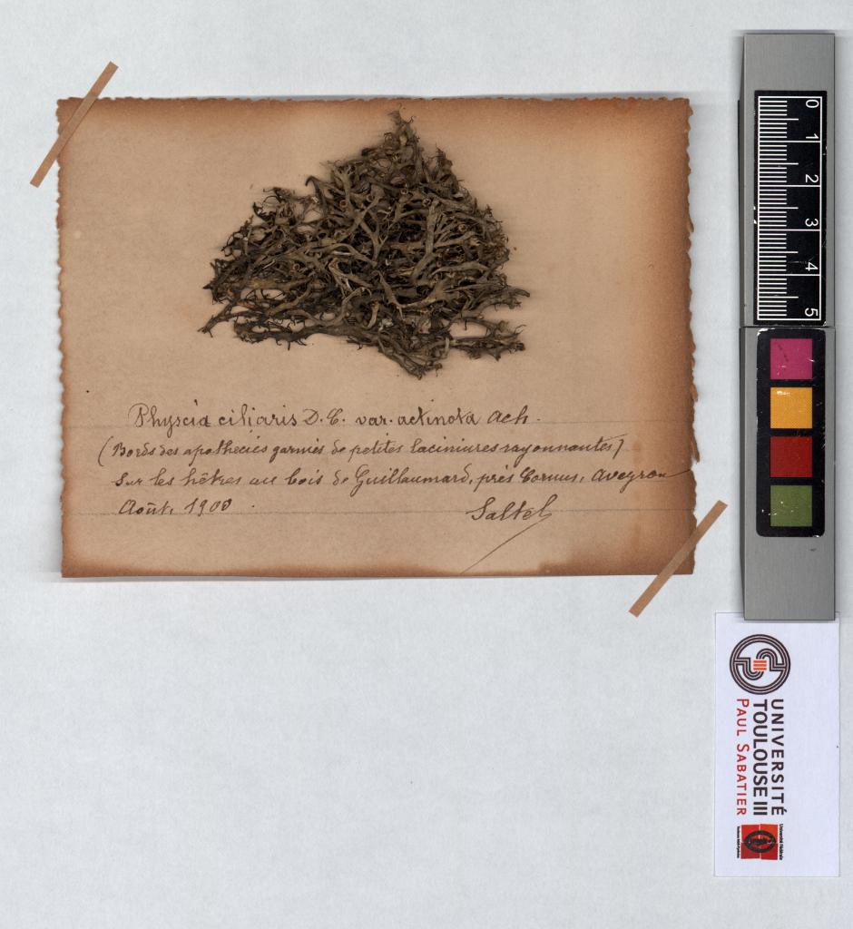 Herbier Saltel