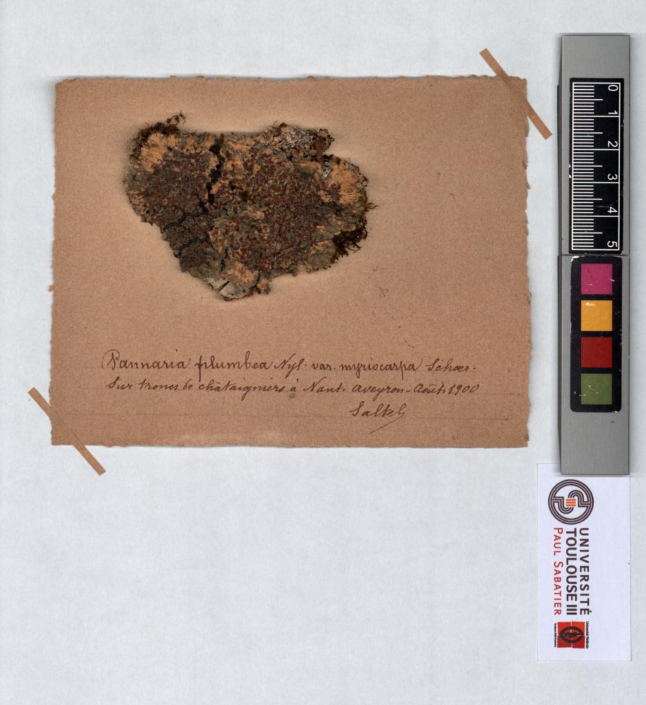 Herbier Saltel