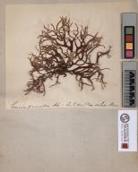 Herbier Chaubard (Lichens)