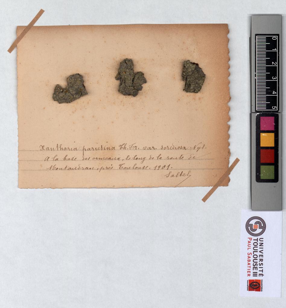 Herbier Saltel