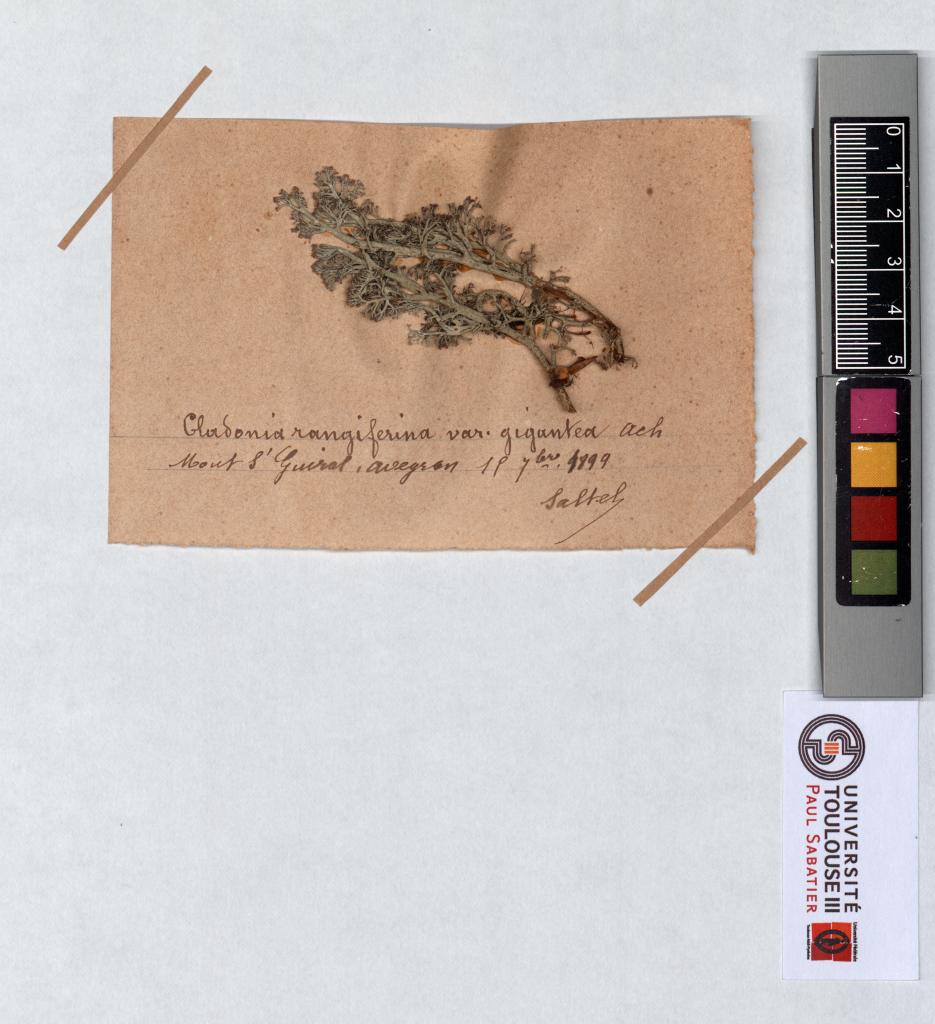 Herbier Saltel