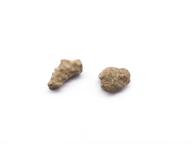 Paléontologie - Chaetetes (Monticulipora) dalei - (détermination d'origine)