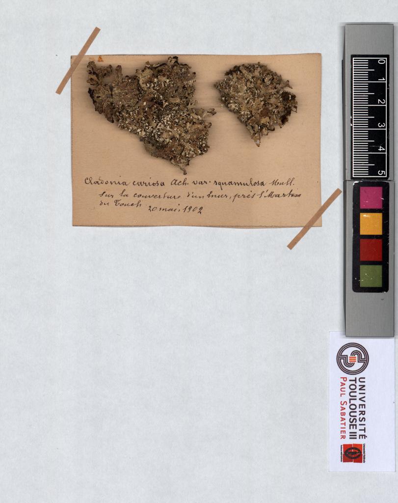 Herbier Saltel