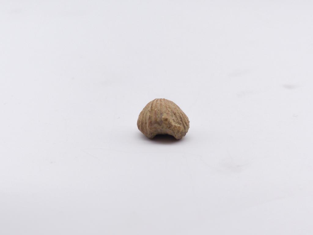 Paléontologie - Rhychonella increbescens (détermination d'origine)
