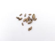 Paléontologie - Fusulina cylindracea (détermination d'origine)