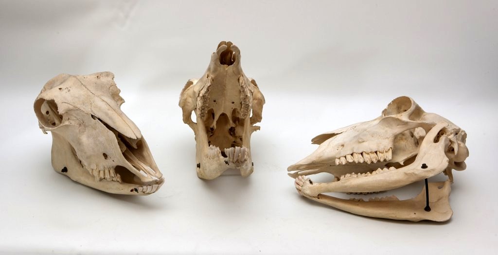 ensemble (20) de la collection de crânes d'animaux