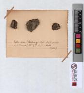 Herbier Saltel : Pertusaria westringii