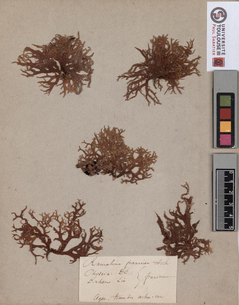 Herbier Chaubard (Lichens).