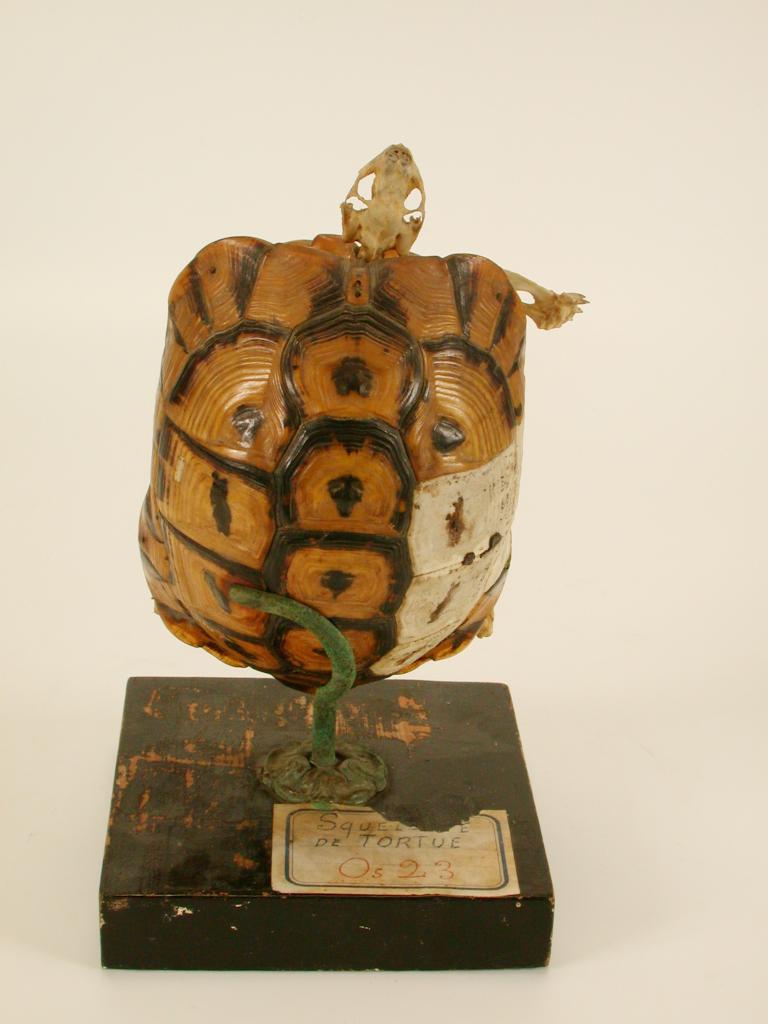 collection d'instruments ou objets pédagogiques