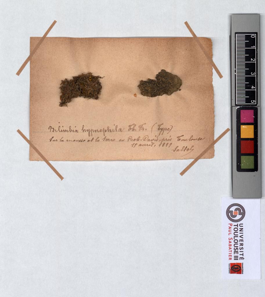 Herbier Saltel