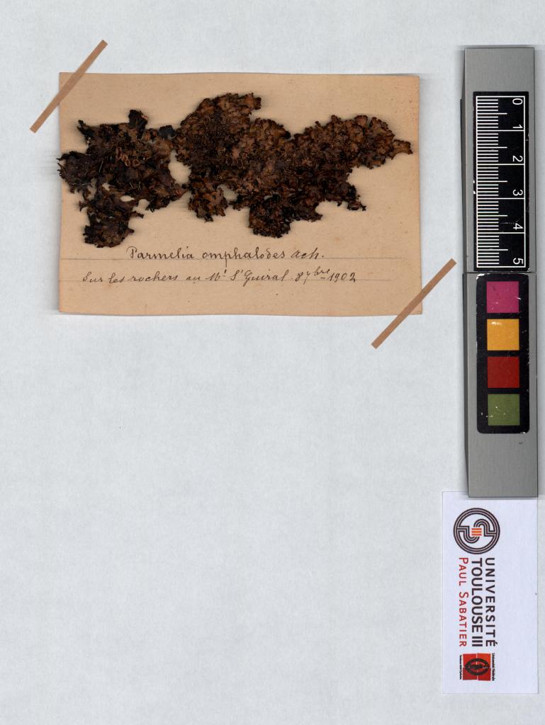 Herbier Saltel