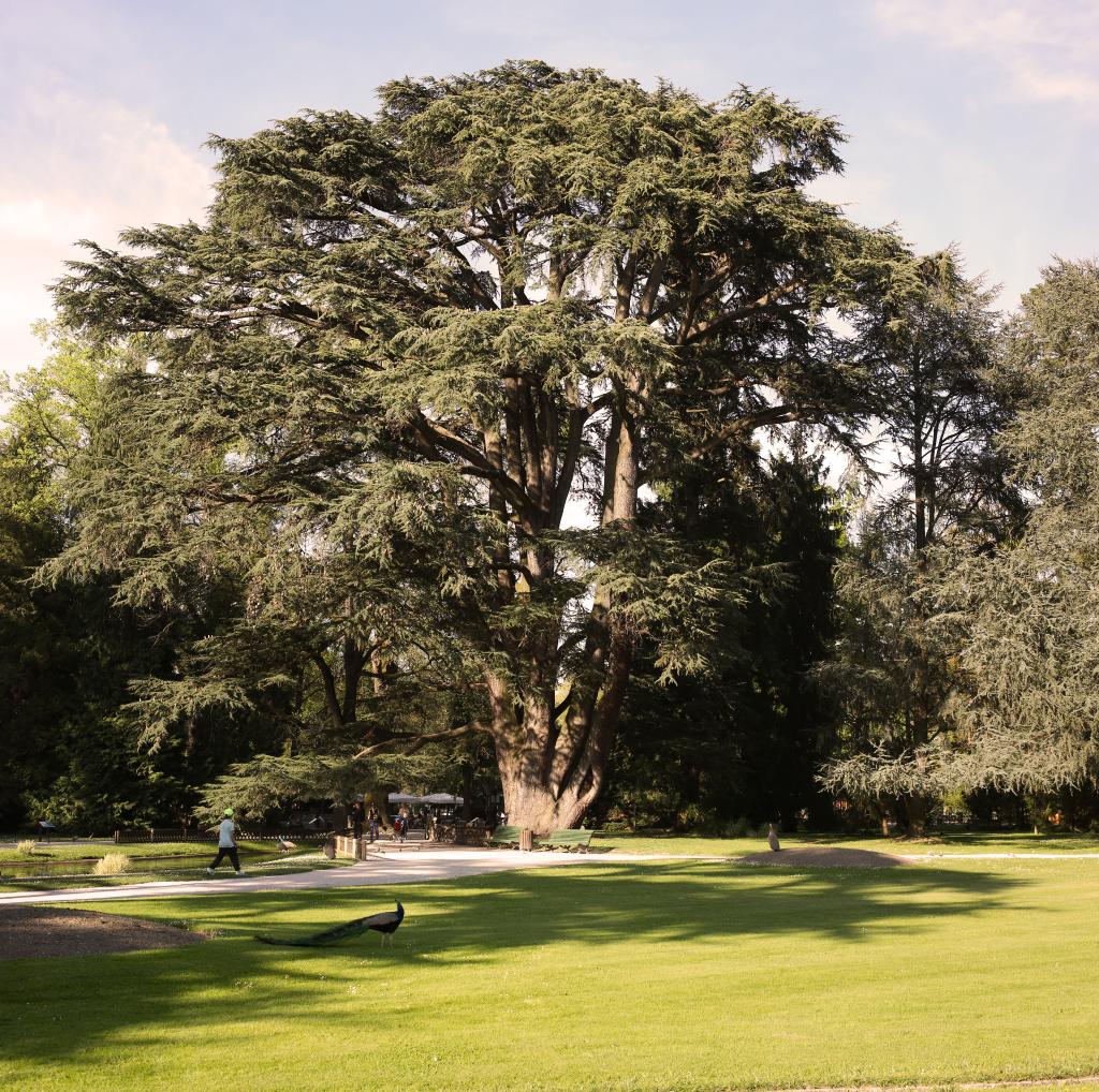 ancien jardin botanique dit Jardin Massey actuellement jardin public