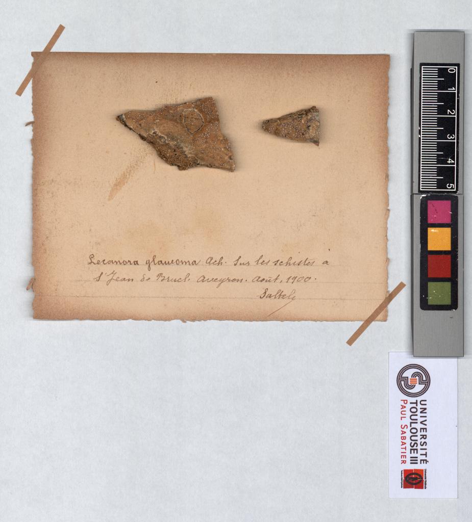 Herbier Saltel