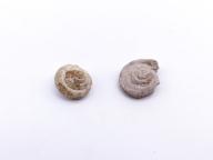 Paléontologie - Straparollus spergenensis  (détermination d'origine)