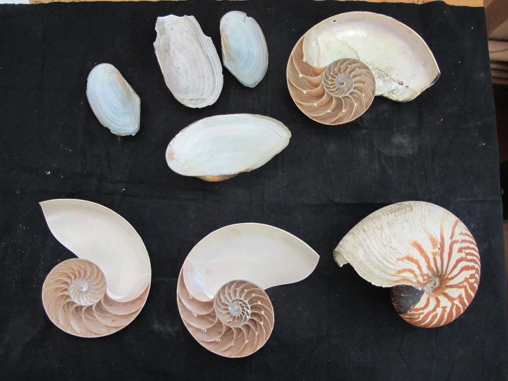 ensemble (14) de la collection de mollusques naturalisés