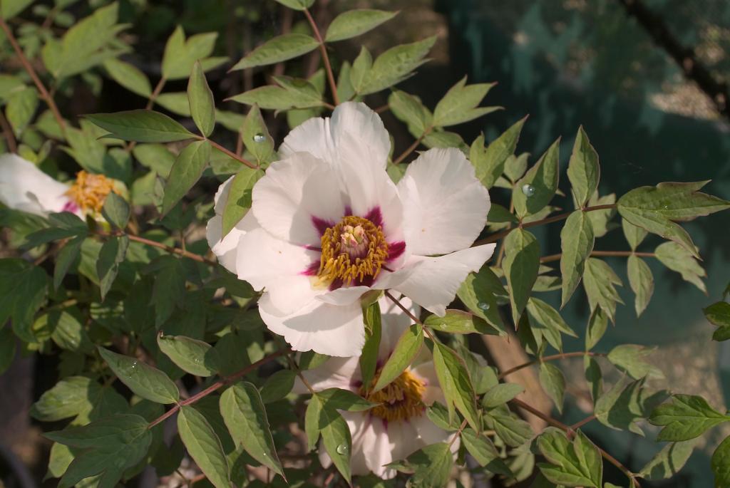 jardin botanique de la Pivoine Bleue