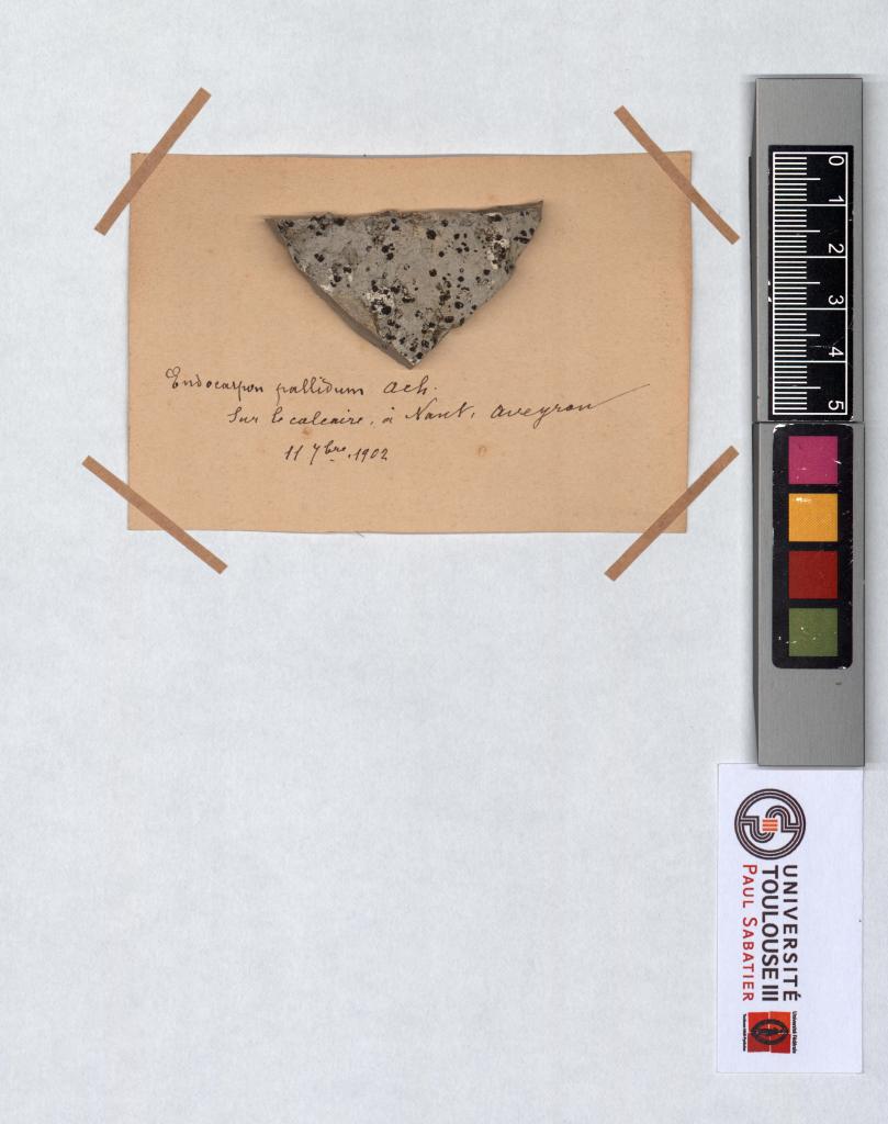 Herbier Saltel
