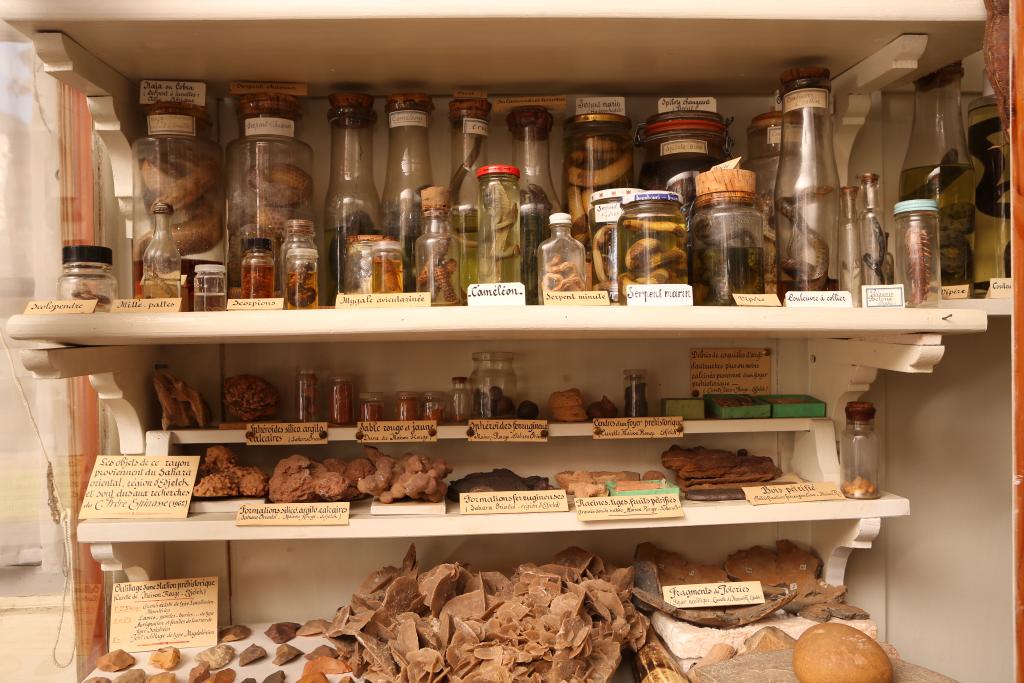 collection de zoologie