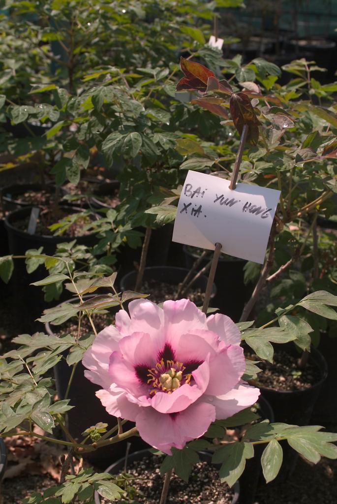 jardin botanique de la Pivoine Bleue