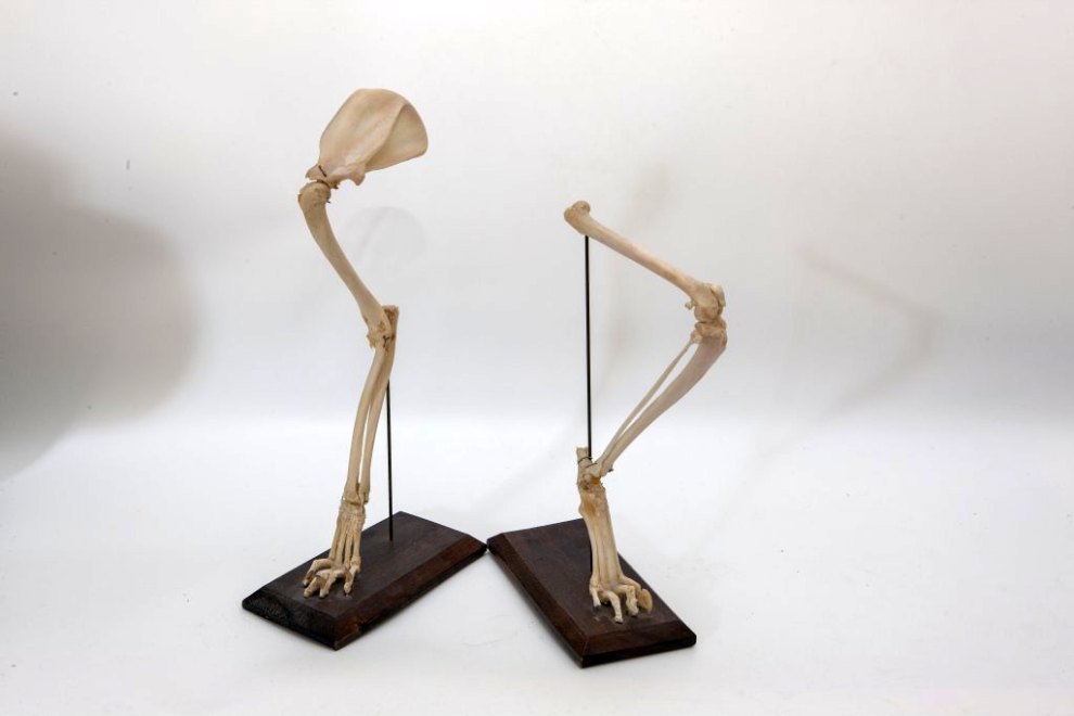 ensemble de la collection de membres d'animaux