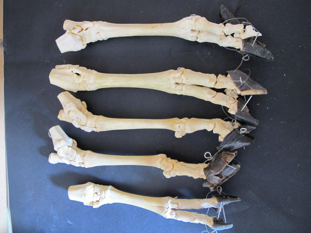 ensemble de la collection de membres d'animaux