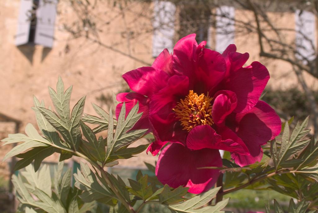jardin botanique de la Pivoine Bleue
