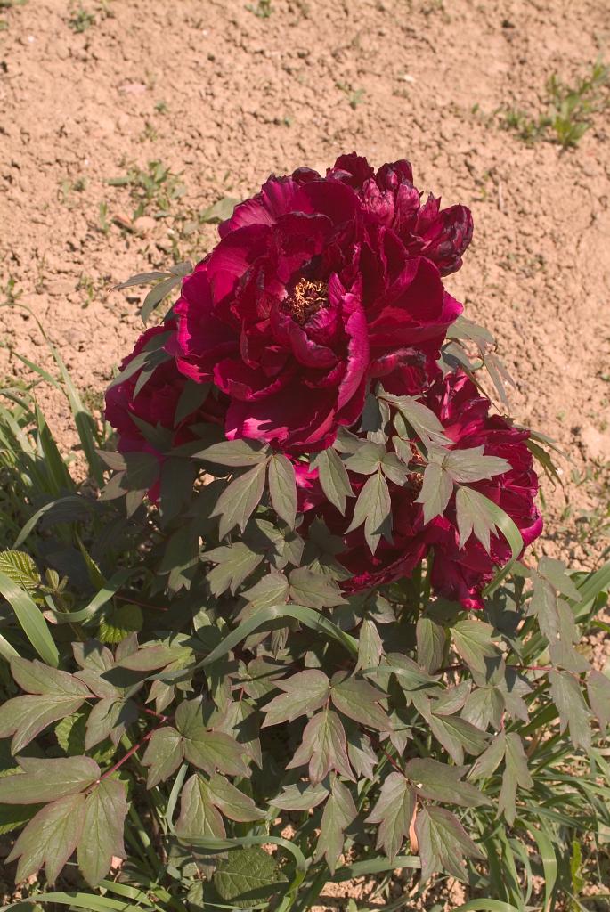 jardin botanique de la Pivoine Bleue