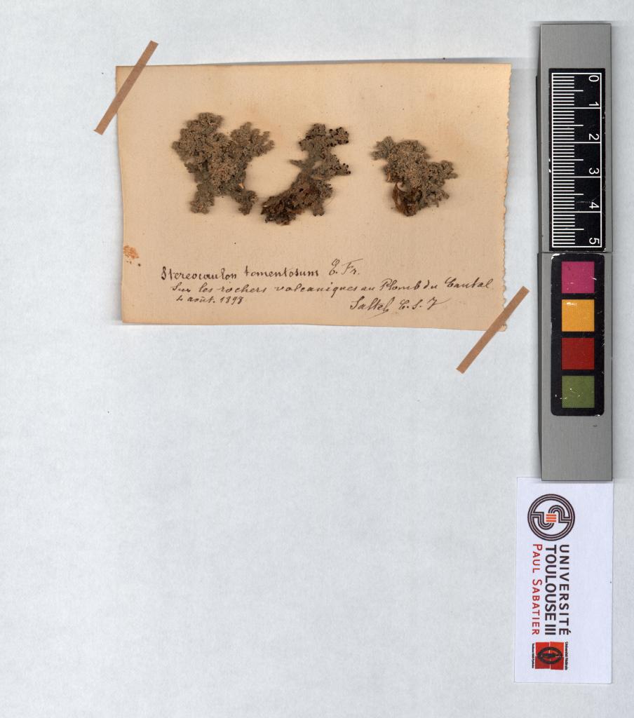 Herbier Saltel