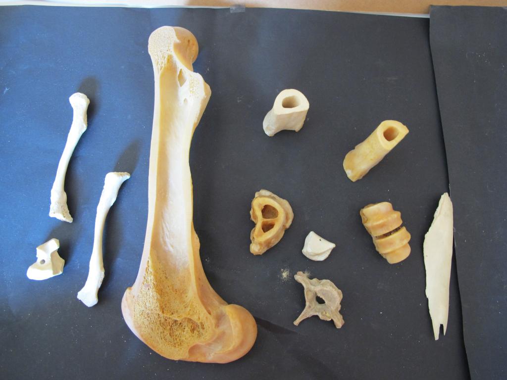 ensemble de la collection de membres d'animaux