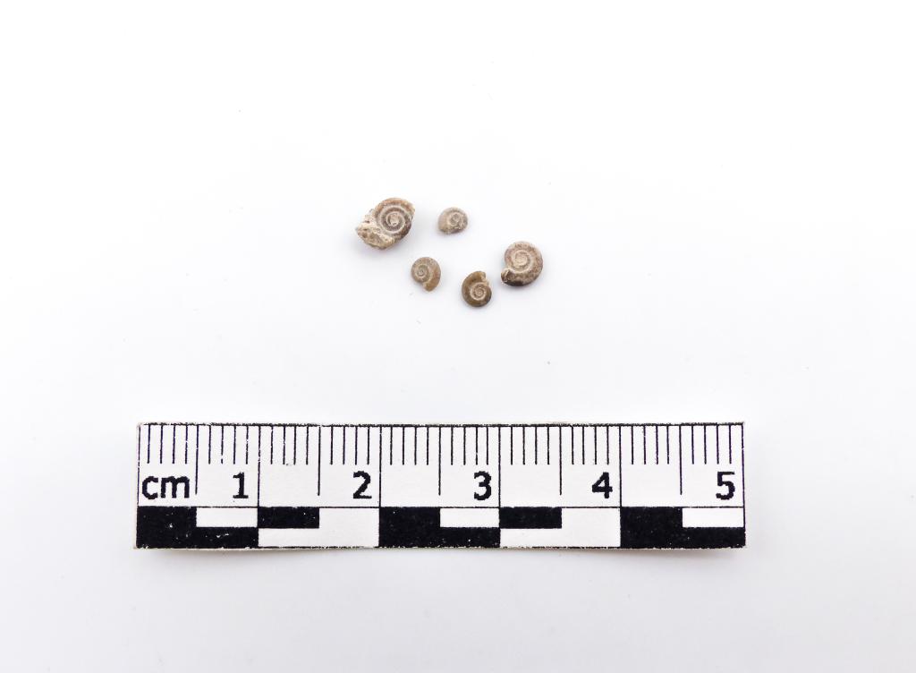 Paléontologie - Euomphalus planorbiformis (détermination d'origine)