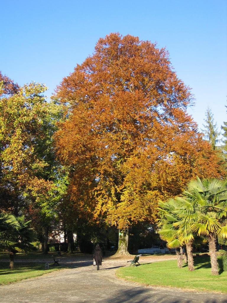 jardin d'agrément, jardin public dit parc thermal d'Argelès-Gazost