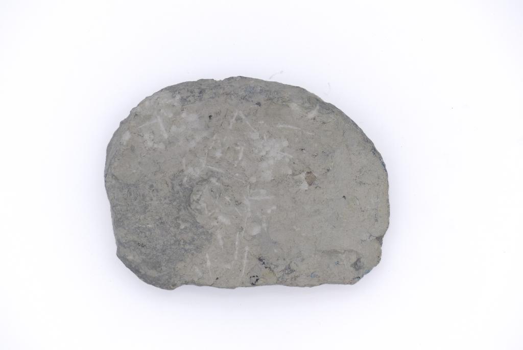 Pachydiscus epiplectus (Redtenbacher, 1873)