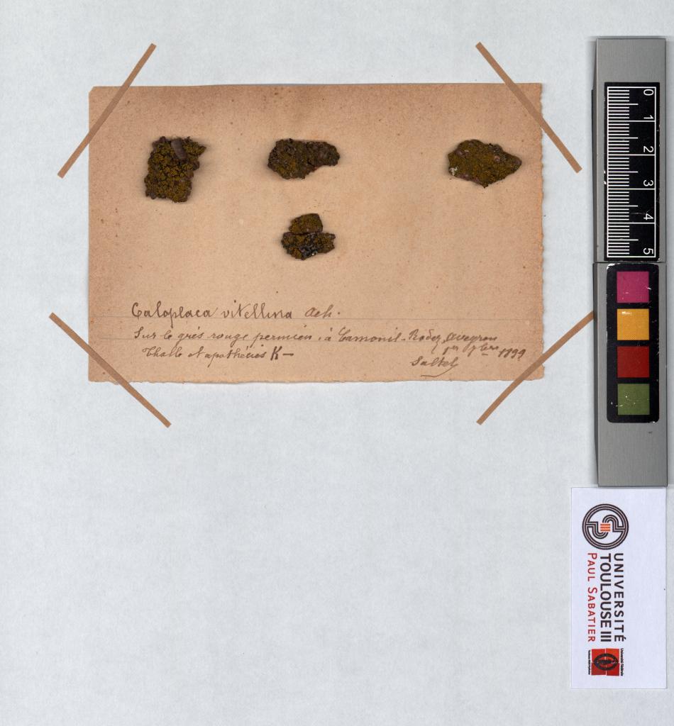 Herbier Saltel