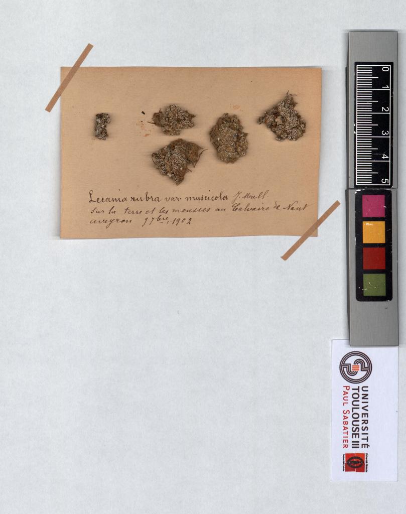 Herbier Saltel