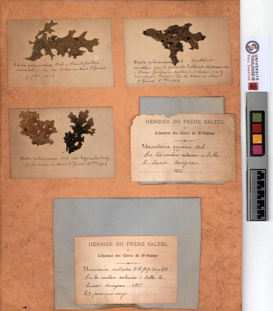 Herbier Saltel